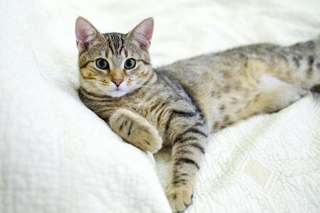 Portrait of a beautiful gray striped cat close up.の写真素材