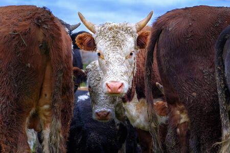 A cow in a white head and brown ears looks angrily into the camera. Two bulls among a large herd of cattle. Close-up portrait of a cow's headの写真素材
