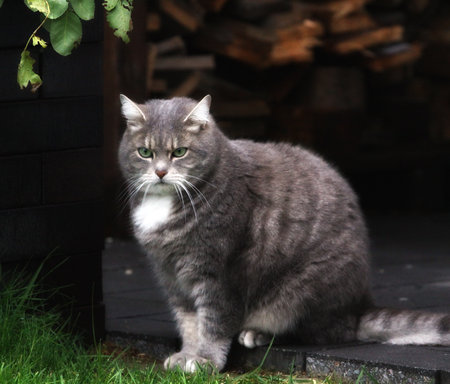 Portrait of a gray cat sitting on the porch of a country houseの写真素材