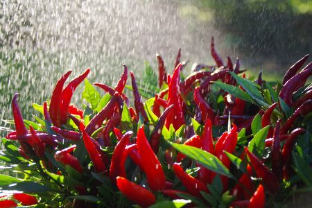 Pepper in the rainの写真素材