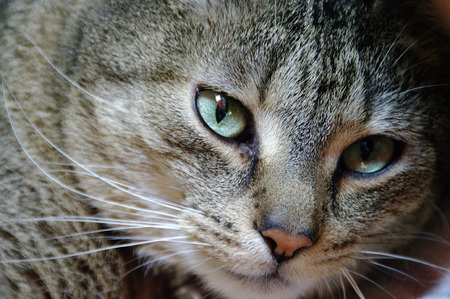 Smart gray cat. Close up, small depth of sharpness.の写真素材