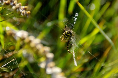 Wasp spider on web in morning lightの写真素材