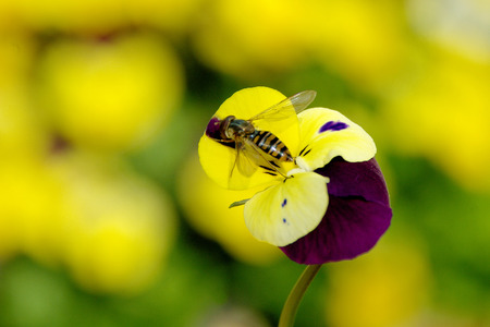 wasp on flowers in a sunny dayの写真素材