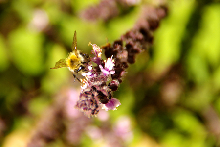 Working bee on a flower, green leaves in the background