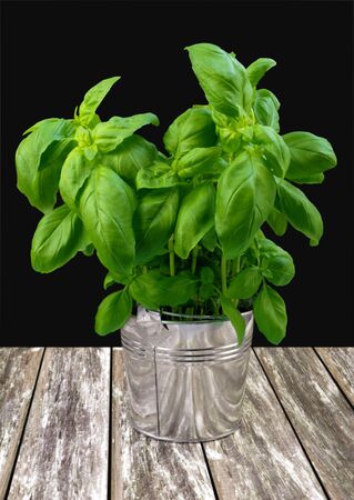 Green fresh basil in metal bucket on gray tableの写真素材