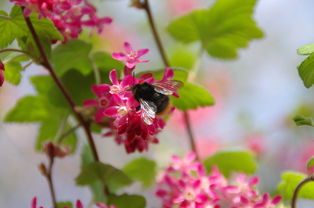 Bumblebee collects nectar on pink flower, young spring leaves in the background