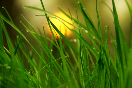 Sun behind wet grass in morning dew