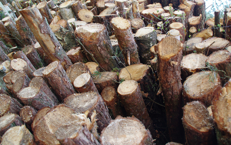 Pile of freshly cut wooden stakes. Barkの写真素材