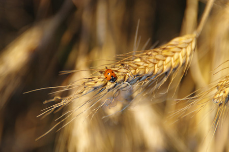 Ladybug on golden ripe grain in close-up view on sunsetの写真素材