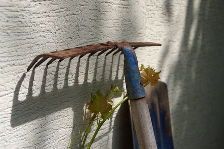 Old rusty garden rake on light yellow parget wall. Traditional gardening tool.の写真素材