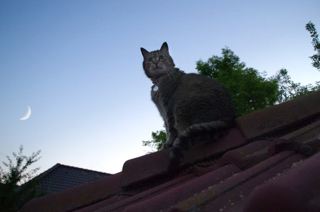 Domestic cat sitting on roof and watching for sky with the Moonの写真素材