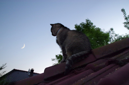 Domestic cat sitting on roof and watching for sky with the Moonの写真素材