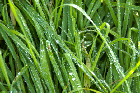 Raindrops on grass. Brisk morning in garden. HDR photography.