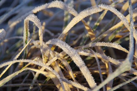 A frozen leaf of grass in a meadow. A brisk winter morning.の写真素材