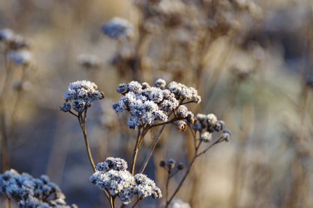 A hoarfrost and crystals on plants stalk on frosted meadow in winter. Brisk morning in sunlight.の写真素材
