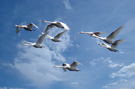 Group of white swans flyingの写真素材