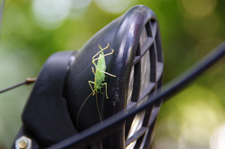 Grasshopper walks on a bicycle lamp in macro view. Natural environment near us.の写真素材