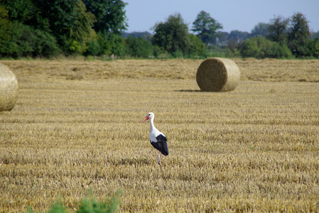 Stork walk on mown field. Wild bird and harvest on farm. European rural scene.の写真素材