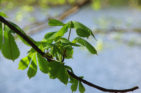 Young chestnut leaves. Spring in the park. The natural environment.の写真素材