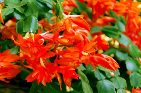 A blooming zygokactus. Exceptional December flowers. Red Schlumberger.の写真素材