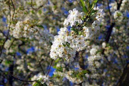 Cherry flower petals on the tree. Blooming fruit in the orchard. Spring village scene.の写真素材