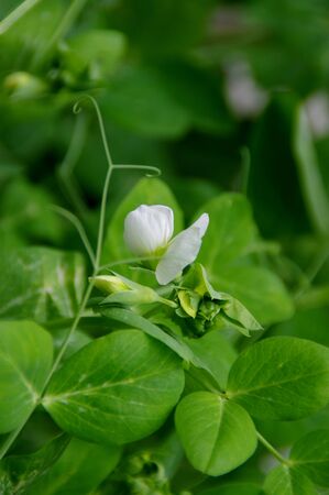 Leaves and flowers of green peas in the home garden. Flowering plants in spring.
