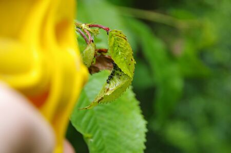 Spraying aphids on the leaves in the home garden. Pest control on plants. Protection against insects...