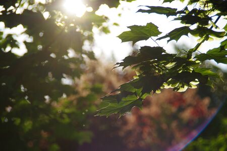 Tranquility concept. Calm scene in forest with sun in background. Sunbeams among leaves.