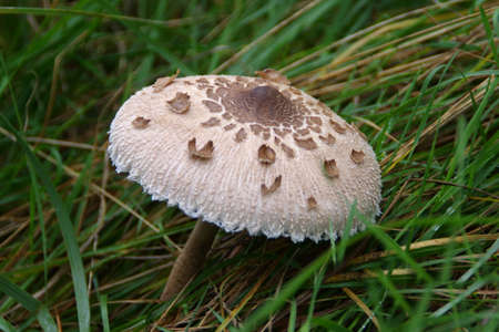 Kite mushroom in forest. Organic food in wild natural environment.の写真素材