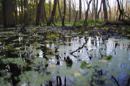Natural pool and restoring water retention. Ecology and environment. Pond in autumn season. Mangrove...