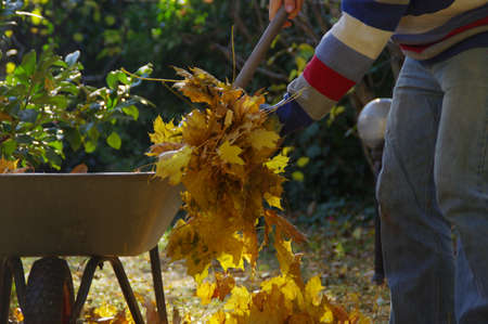 Autumn leaf cleaning in the garden. The man rakes the leaves in the park and throws it into the bin.の写真素材