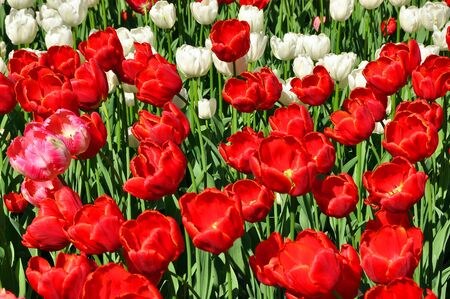 tulipsの写真素材