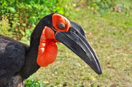 ravenの写真素材