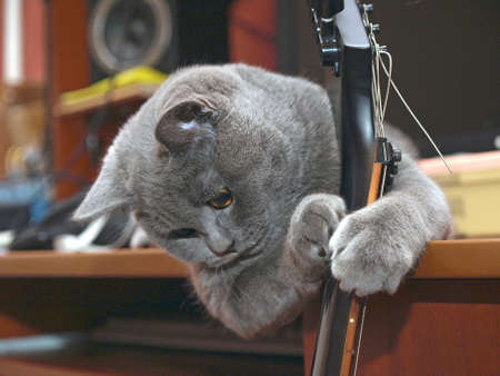 The guitar must be set up againの写真素材