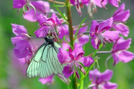 Butterfly. Beautiful butterfly drinking nectar on the flowers Ivan-tea. Summer.の写真素材