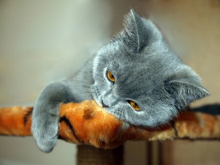 Tired to play. Cat named Merlin Mortimer gray is resting after a quick game.の写真素材