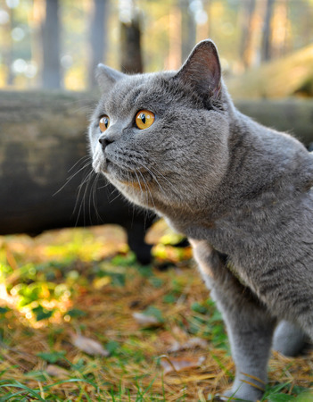 at named Mortimer saw the horse for the first timeの写真素材