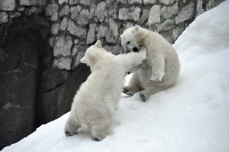 bearsの写真素材