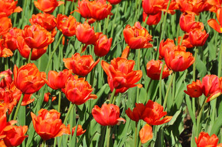 tulipsの写真素材