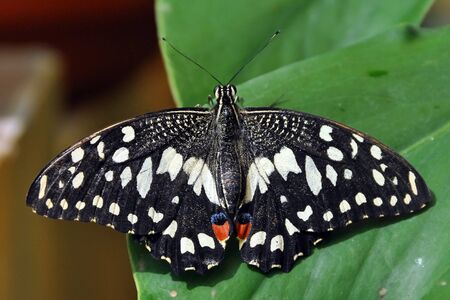 Tropical butterflies are not inferior in magnitude and brightness of inflorescences of flowersの写真素材