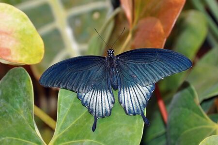 tropical butterflyの写真素材