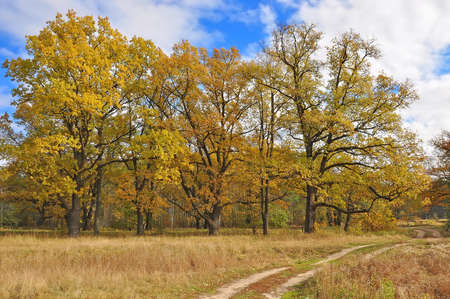 Autumn in oak groveの写真素材
