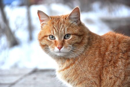 In Russia in the month of March in cats begins a cat weddings. At this time, males become very beautiful and important.の写真素材