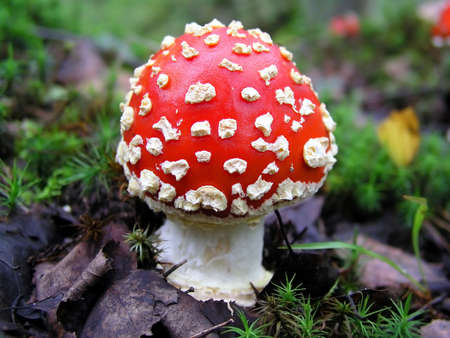 This fungus is amazingly beautiful, but very poisonousの写真素材