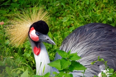 Crowned crane is a large bird from the family of cranes. He leads a sedentary life in West and East Africaの写真素材