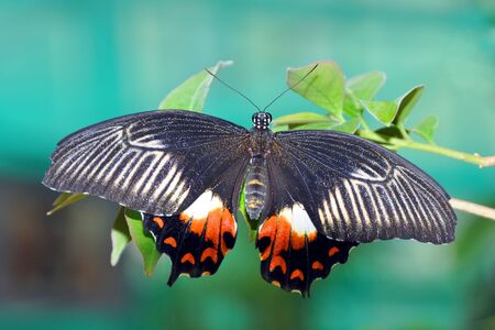 tropical butterfly on a branchの写真素材