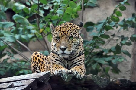 jaguar resting on wooden planksの写真素材