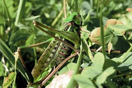 Grasshopper in the grassの写真素材