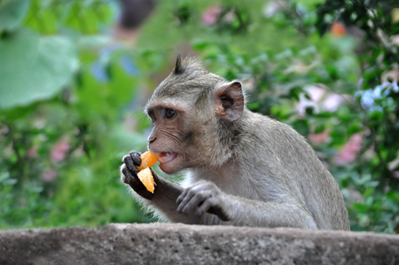 The monkey of Buddhist temple in the jungles of Thailand.の写真素材