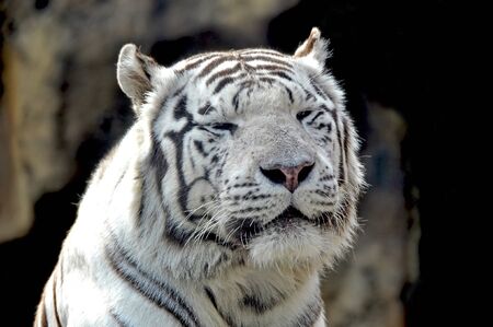 white bengal tigerの写真素材